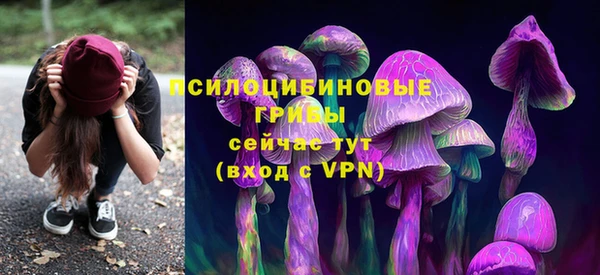 хмурый Аркадак